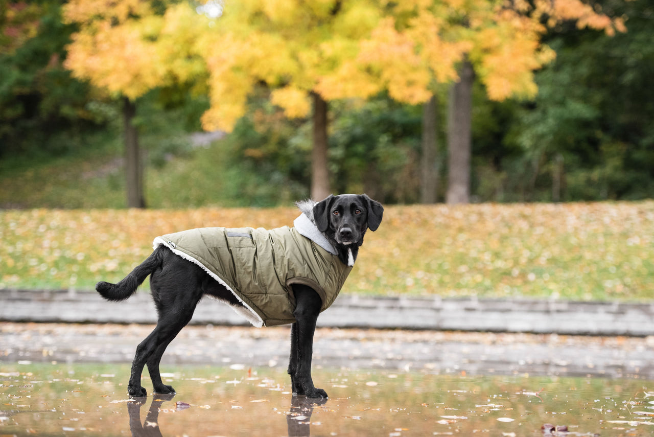 Brave Bark Thermal Parka for Dogs - Khaki brave bark