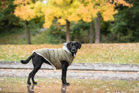 Thumbnail for Brave Bark Thermal Parka for Dogs - Khaki brave bark